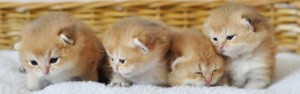 Шиншилла. Завуалированный Золотой Окрас Британских Кошек. Фото золотых британцев: британских котят, котов, кошек. Золотой британский кот: стандарт окраса. Золотистые британцы: фото галерея.